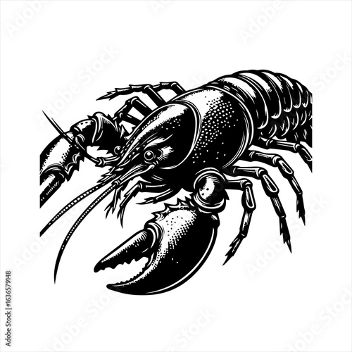 Detailed Black and White Lobster Illustration.