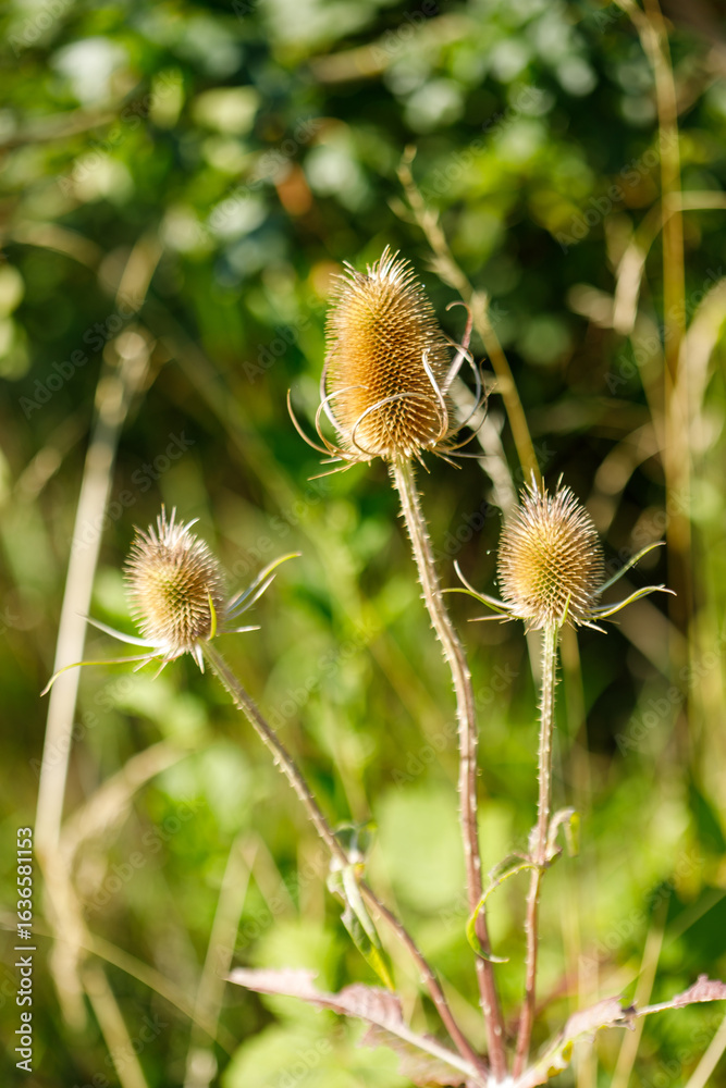Obraz premium Three Teasel Plants Against Blurred Green Background