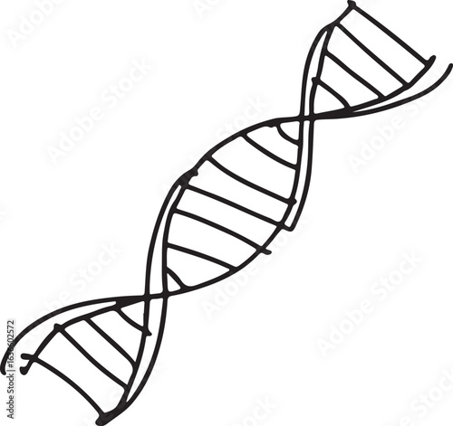 Hand drawn black outline of a D N A double helix structure on a white background deoxyribonucleic acid