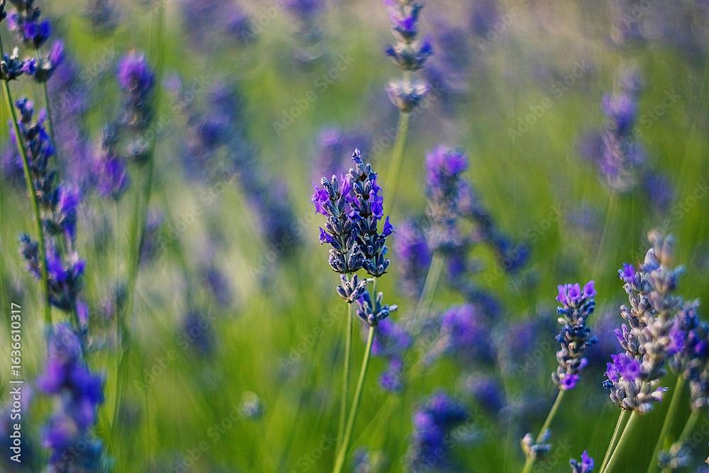 Naklejka premium Lush lavender plants flourish in the open air, their purple blooms softening the landscape with peaceful beauty.