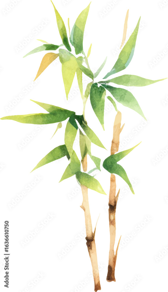 Obraz premium Vector watercolor painted bamboo. Hand drawn flower design elements isolated on white background.