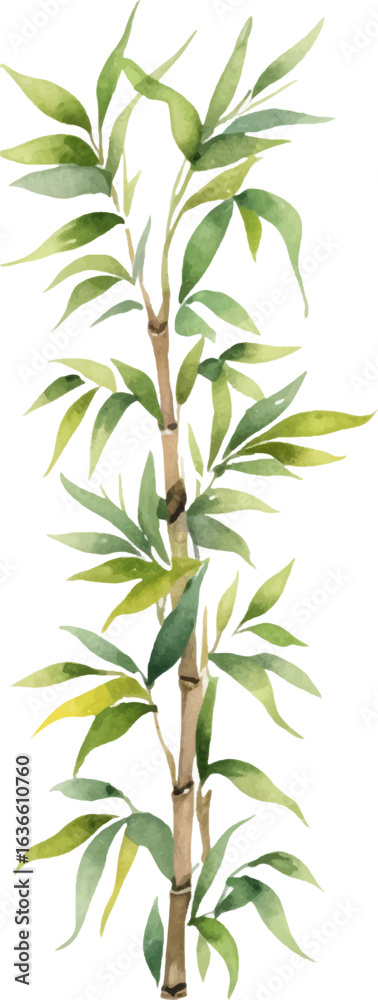 Fototapeta premium Vector watercolor painted bamboo. Hand drawn flower design elements isolated on white background.