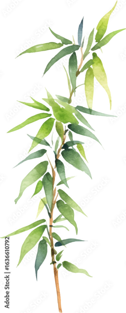 Obraz premium Vector watercolor painted bamboo. Hand drawn flower design elements isolated on white background.