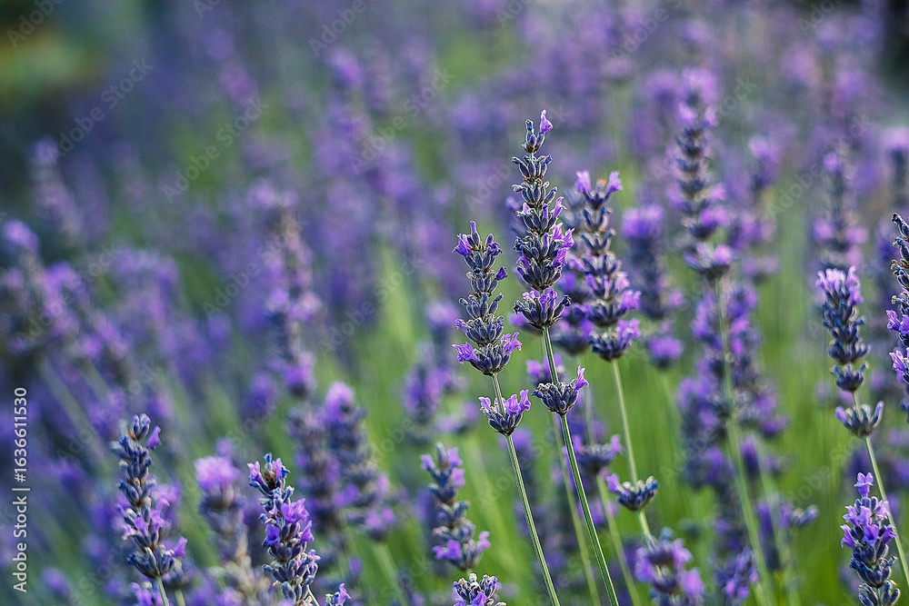 Naklejka premium A field of lavender in full bloom reveals soft petals, vivid color, and the tranquil beauty of lush surroundings.