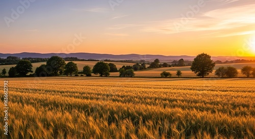 Golden wheat field sunset landscape