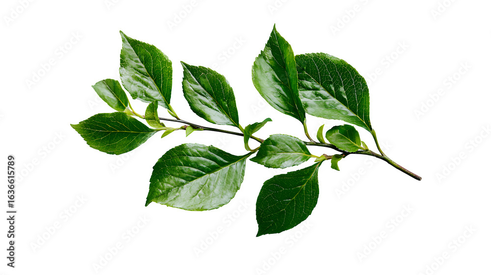 Fototapeta premium Top view of green leafy twig on white background