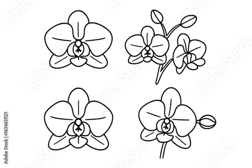 Line drawings of various orchid flowers showcasing their unique shapes and features in a delicate botanical style