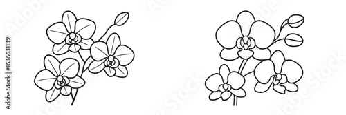 Orchids blooming in a garden display intricate details and graceful forms throughout a sunny afternoon in springtime