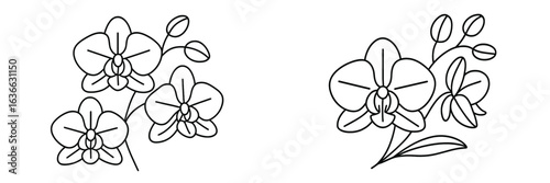 Orchid floral designs for coloring or artistic inspiration