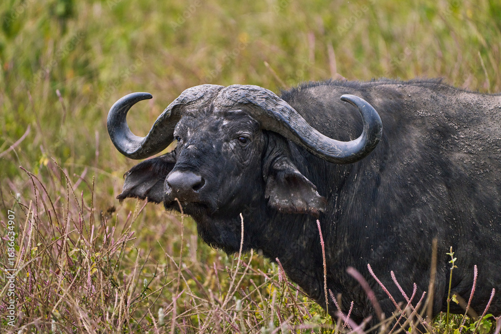 Fototapeta premium Close-Up of African Buffalo in Ngorongoro Crater, Tanzania