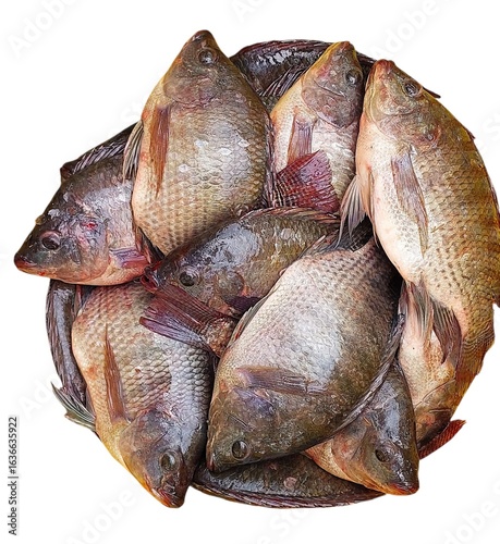 Photography A pile of fresh whole fish likely tilapia with visible scales and fins arranged