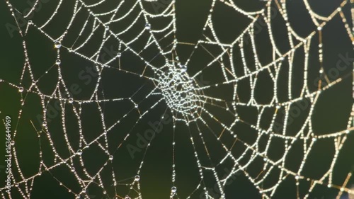 Spiderweb covered in morning dew with soft sunlight.