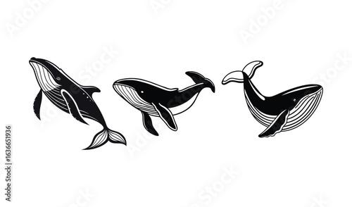 Three stylized humpback whales swimming in a line with detailed linework