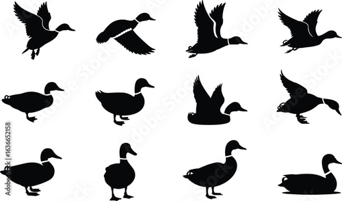 Duck silhouettes, flying, standing, swimming, black vector, bird icon, waterfowl pose, nature, animal movement, grid layout, wildlife