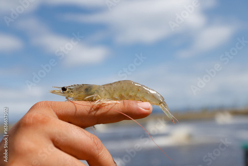 Aquaculture Worker Holding Fresh Vannamei Shrimp at Farm Location