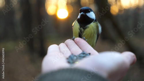 Photography Small titmouse eating meal from arm of young girl against sunset at background