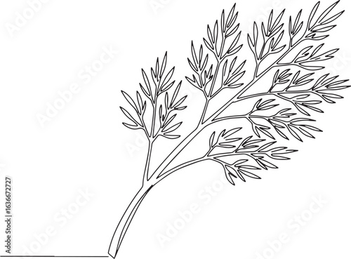 Elegant single line drawing of fresh dill sprig on white backdro