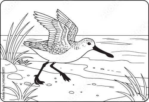 Intricate line art illustration of a spoon-billed sandpiper fora