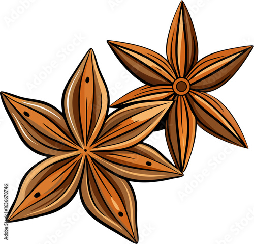 Two star anise showing different perspectives on white background stock illustration