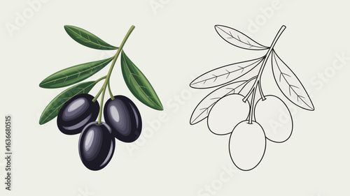 Realistic and line art illustrations of black olives on a branch