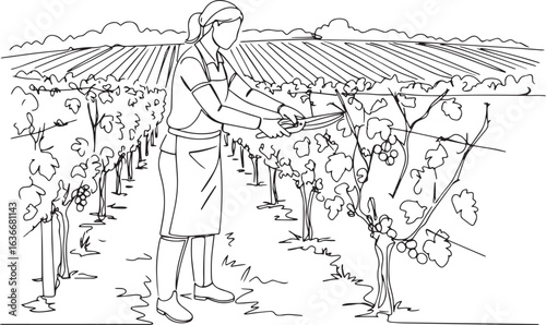 Single line illustration of a woman pruning grape vines in a vin
