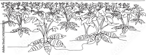 Minimalist linear illustration depicting a yam plantation in bla
