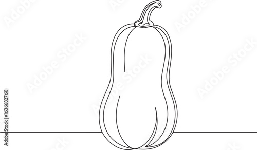 Elegant butternut squash outline drawing for culinary and artist