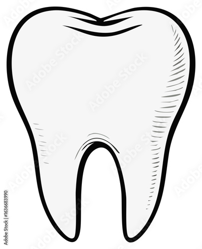 Single molar in hand drawn style for dental health and medical illustration concept