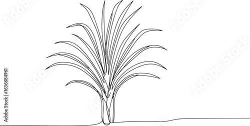 Elegant Lemongrass Plant Single Line Art Illustration on White B