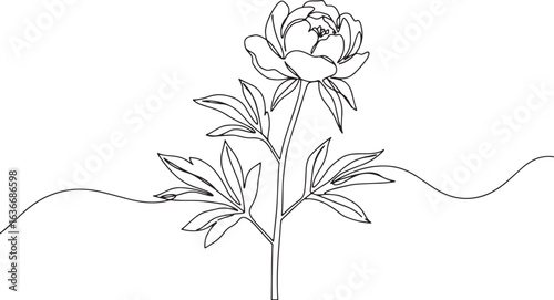 Elegant peony flower illustration with continuous line drawing f