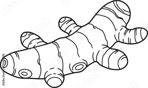 Detailed black and white line drawing of a turmeric root, isolat