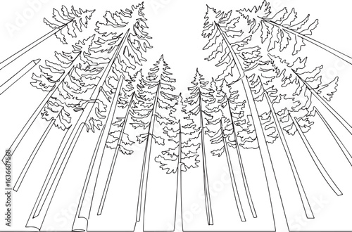 Monochrome Line Art Depiction of Boreal Forest Canopy Perspectiv