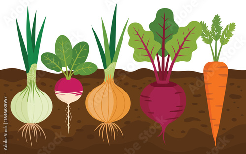 Fresh root vegetables growing in the soil