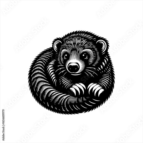 A cute ferret curled up