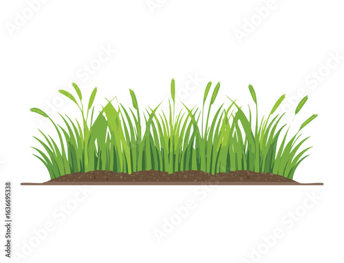 Wild Grass and Reeds Growing on Dirt