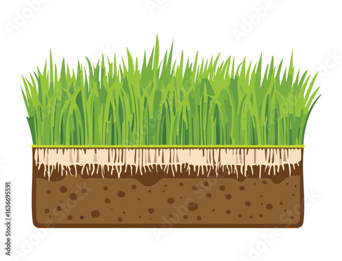 Cutaway View of Natural Green Lawn Grass