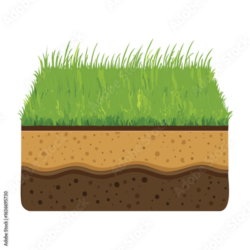Cross section of a lush lawn with soil layers