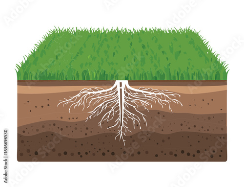 Cross Section of a Grass Field with Roots