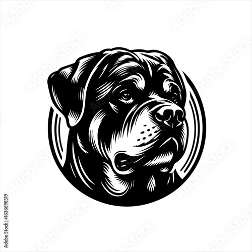 Rottweiler dog portrait isolated on white