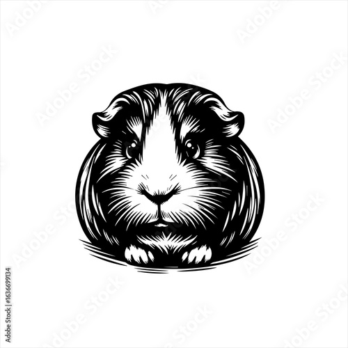 Guinea pig portrait isolated on white