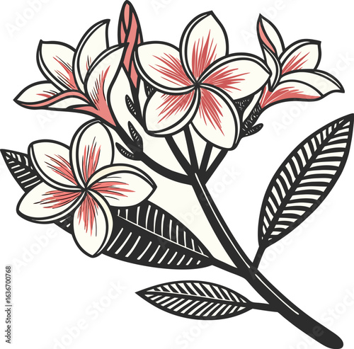 Tropical plumeria flower branch with leaves vector EPS file