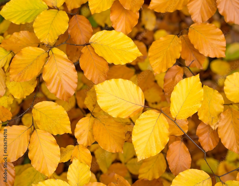 Fototapeta premium Autumn leaves, vibrant colors (1)