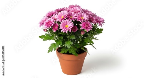Wallpaper Mural  Potted Chrysanthemum with vibrant pink flowers and lush leaves, Torontodigital.ca
