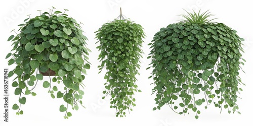 3D Render of Hanging Plants Heartleaf,Trailing Plants, Greenery, Plant Decor Hanging Plant, 3D Model