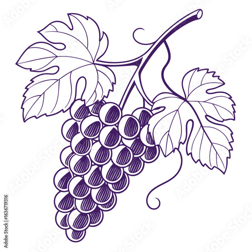 vector illustration of kyoho grape