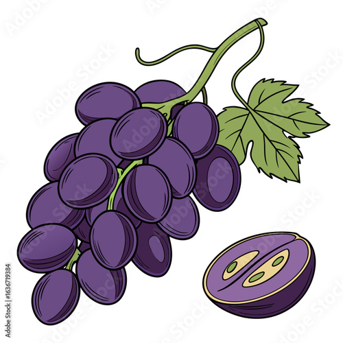vector illustration of kyoho grape