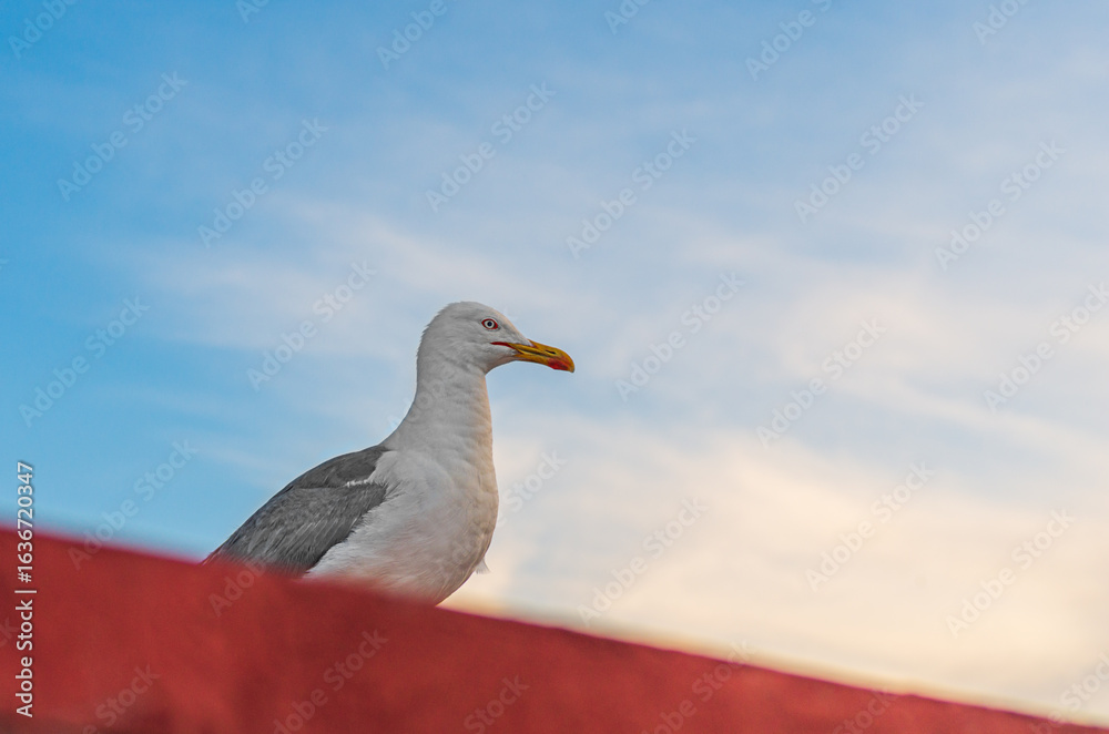 Fototapeta premium Adult ivory gull, seagull with black wings sits on edge of roof and looks towards sunset, with copy space for text against blue sky covered with white blanket of fragments with an orange sunset tint