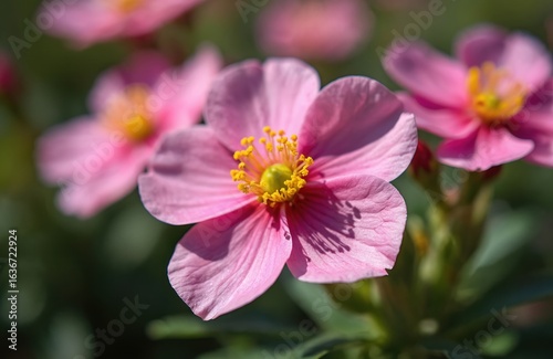 Macro shot of a Cistus creticus Rock Rose plant in bloom. Features delicate pink petals with yellow stamens and crepey texture. Evergreen Mediterranean shrub thriving in spring and summer garden.