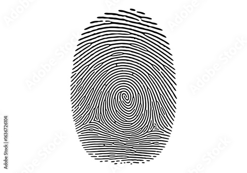 Vector art of detailed fingerprint pattern showcasing the unique identification and security features of human identity