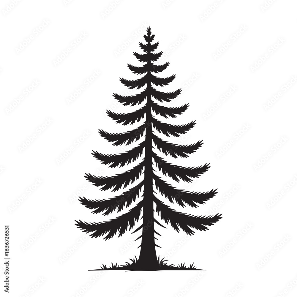 Fototapeta premium Pine tree, isolated on white background